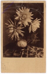 Dahlien