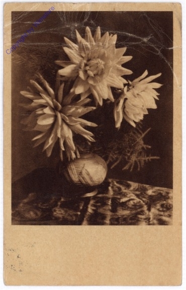 Dahlien