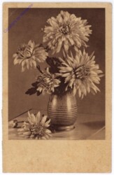 Dahlien
