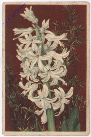 Hyacinthe