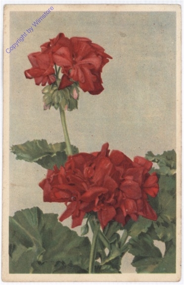 Geranien