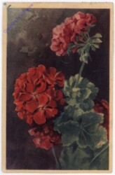 Geranien