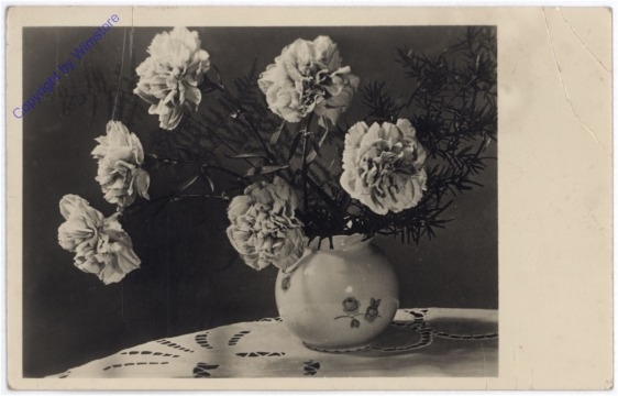 Nelken in Vase