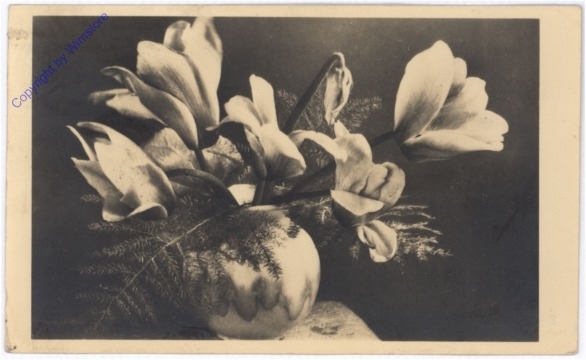 Magnolie