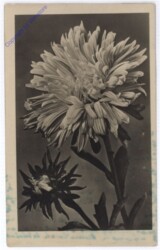 Blume
