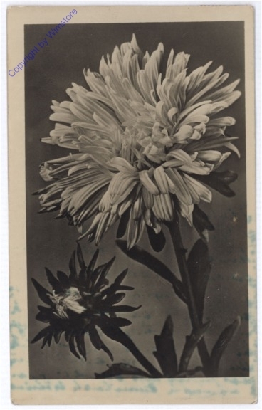 Blume
