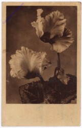 Blumen
