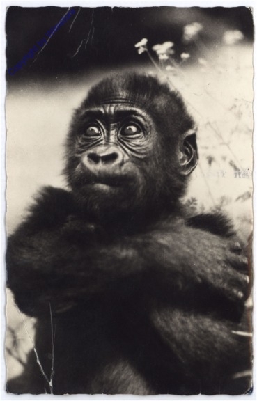 Gorilla