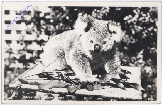 Koala