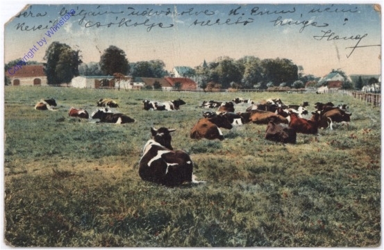 Kühe auf der Wiese
