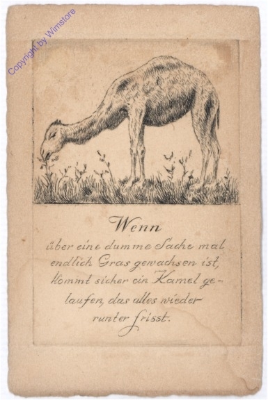 Kamel - Vers