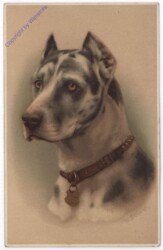 ak179707 Hundeportrait