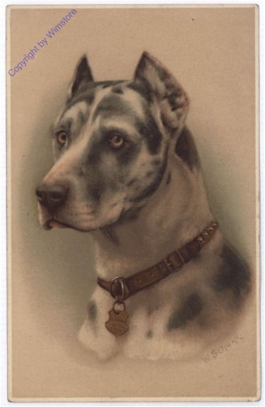 Hundeportrait