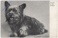Hundeportrait, Vers