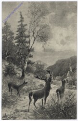 Hirsch mit Rehen