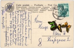 Galerie Harrach: Männliches Bildnis
