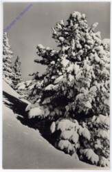 Weihnachsgrüße aus Ungarn