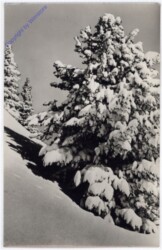 Weihnachtsgrüße aus Ungarn