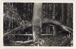ak181437 Kubany, Urwald