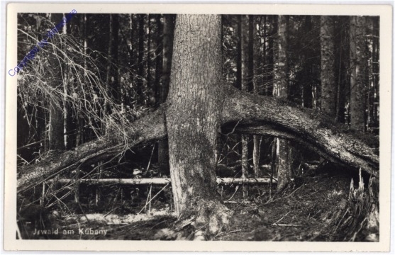 ak181437 Kubany, Urwald