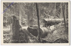 ak181438 Kubany, Urwald