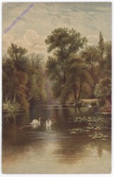 ak182222 Schwäne am See