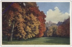 Lichtung