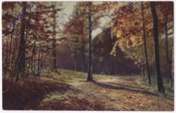 ak182251 Waldweg