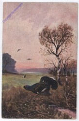 Auerhahn auf Wiese