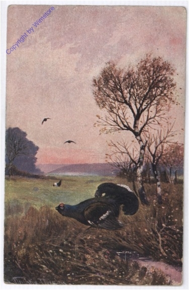 Auerhahn auf Wiese