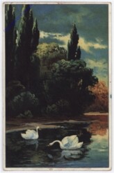 Schwäne am See