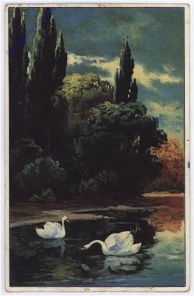 Schwäne am See