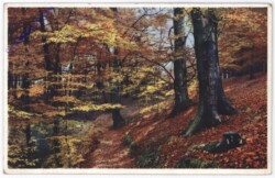 ak182263 Waldweg