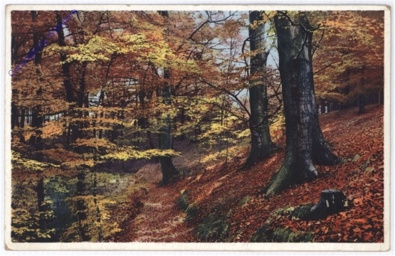 Waldweg