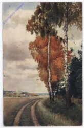 ak182266 Birken am Wegesrand