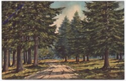 Waldweg
