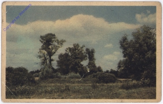 Baumlandschaft