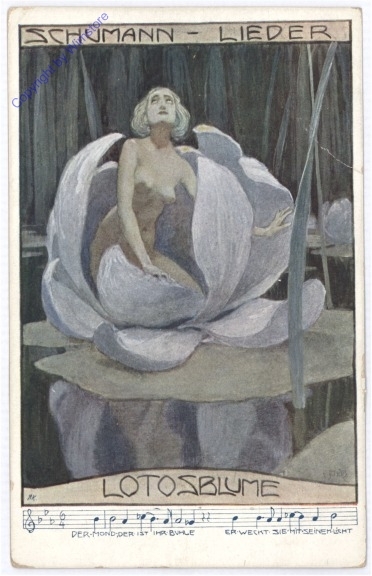 Lotosblume