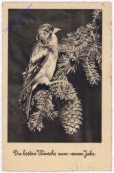 Vogel auf Zapfen