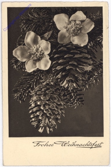 Zapfen mit Schneerosen