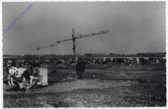 Illmitz, Puszta, Seewinkel