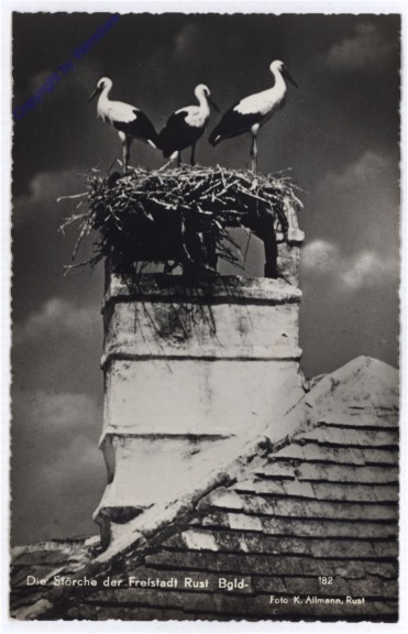 ak184499 Rust, Störche