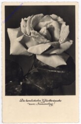 ak186930 Rosen, Namenstag