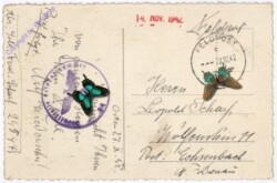 ak186983a Narzissen, Namenstag