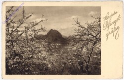 ak187036 Blühende Bäume