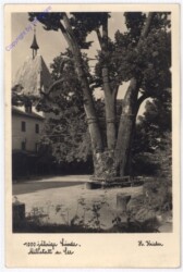Millstatt, 1000jährige Linde