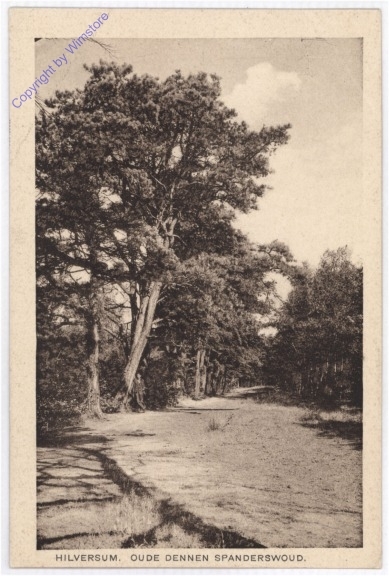 Hilversum, Oude dennen Spanderswoud