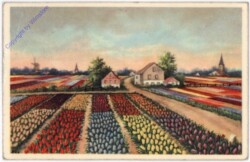 ak187854 Tulpenfeld