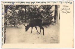 ak188059 Reh im Wald