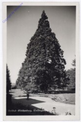 Bad Gleichenberg, Wellingtonia